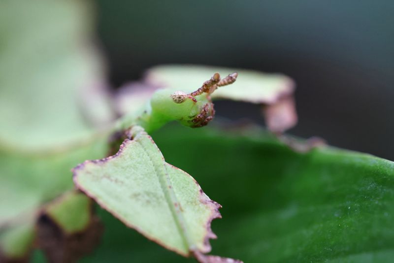 Fotografía de muestra del RF 100mm F2.8L Macro IS USM