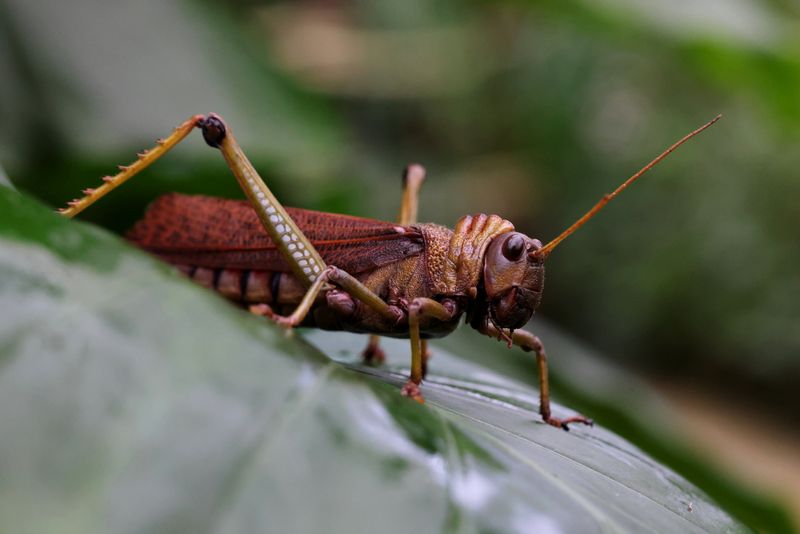 لقطة نموذجية بعدسة RF 100mm F2.8L Macro IS USM