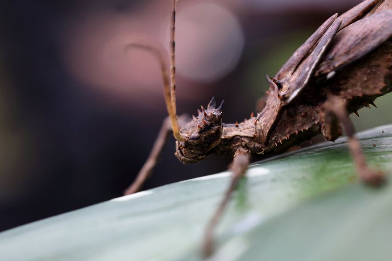 Exemple de prise de vue avec l'objectif RF 100mm F2.8L Macro IS USM