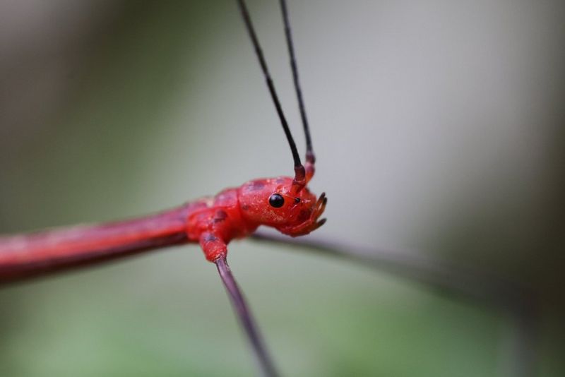 EXEMPLE de prise de vue avec l'objectif RF 100mm F2.8L Macro IS USM avec un grossissement 1,4x