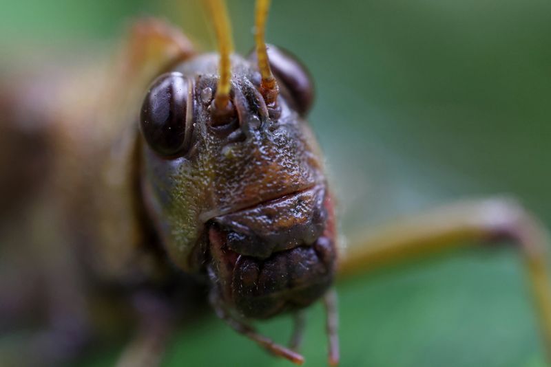 Exemple de prise de vue avec l'objectif RF 100mm F2.8L Macro IS USM