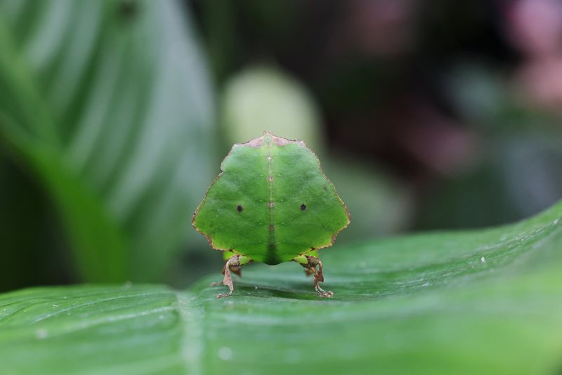 ڧާ֧ߧ ߧڧާܧ ߧ RF 100mm F2.8L Macro IS USM