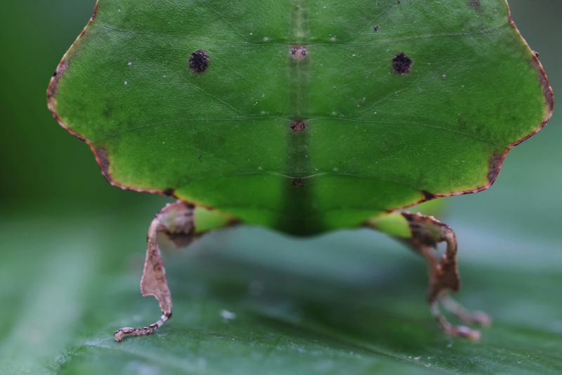 Immagine campione RF 100mm F2.8L Macro IS USM