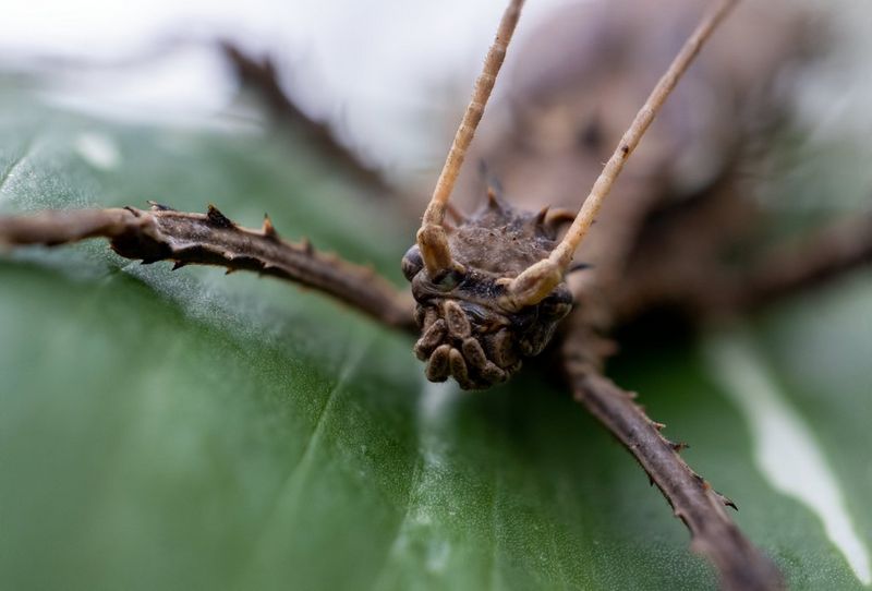 Exemple de prise de vue avec l'objectif RF 100mm F2.8L Macro IS USM