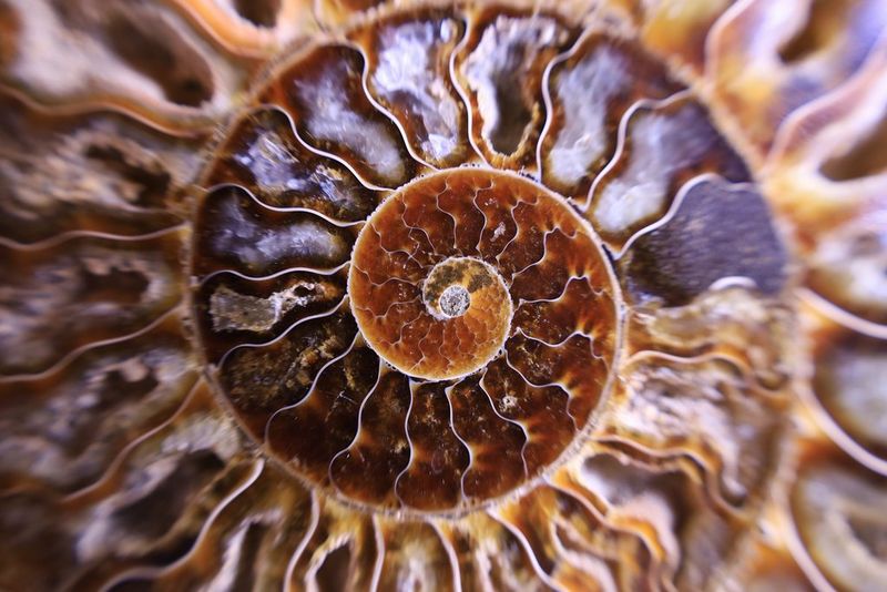 macro canon m50
