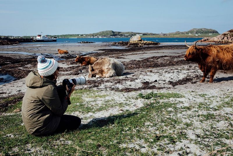  Lucia Griggi, wearing a woollen beanie and cold-weather coat, sits on the ground photographing Highland cattle with a Canon EOS R6 and Canon RF 70-200mm F4 L IS USM lens.