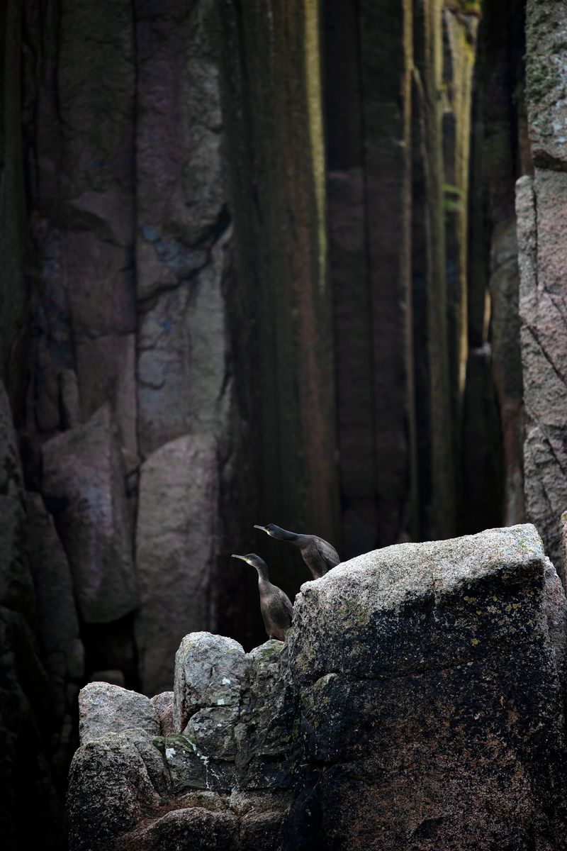 A pair of cormorants perched on a cliffside.