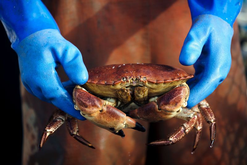 A man in blue gloves holds a crab.
