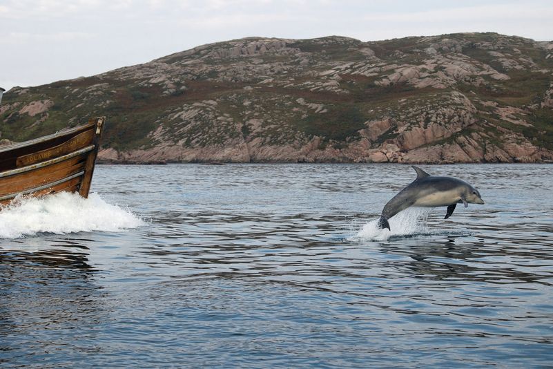 A dolphin leaps out of the water. A boat is just visible coming into shot.