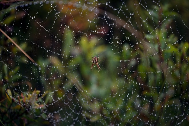 عنكبوت مستقر في وسط شبكته مقابل خلفية باللونين الأخضر الداكن والبني. وتُغطى خطوط الشبكة بقطرات الندى الصغيرة.