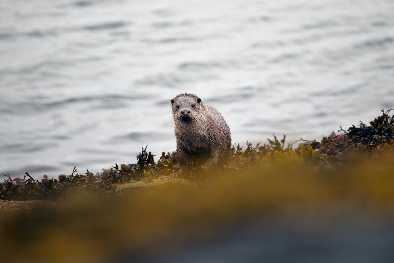 An otter emerges from the water, looking straight at the camera.