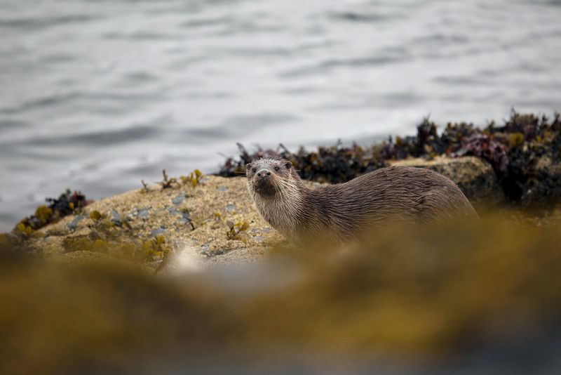 An otter peers over rocks strewn with seaweed.