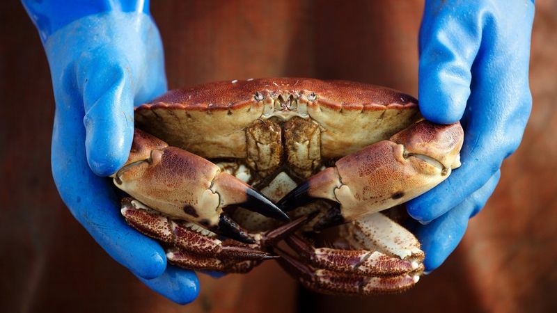 Canon RF 70-200mm F4L IS USM and the EOS R5 sample image of a crab by Lucia Griggi