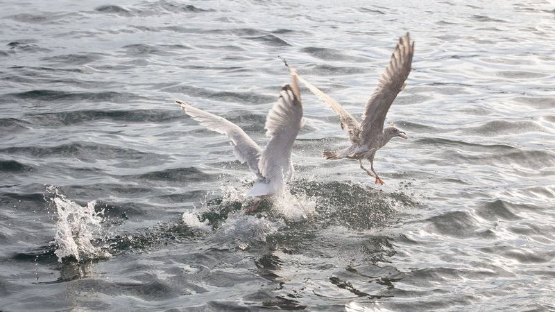 Canon RF 70-200mm F4L IS USM and EOS R5 sample image of birds flying across water. Taken by Lucia Griggi