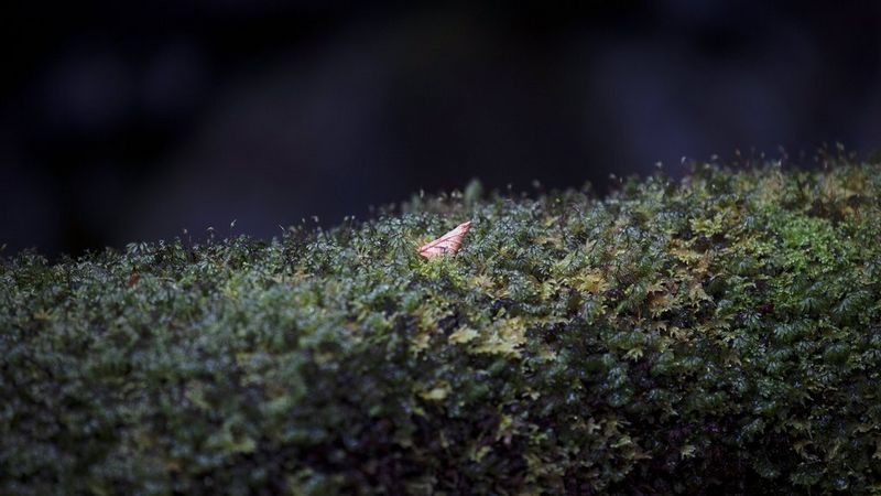 Canon RF 70-200mm F4L IS USM en EOS R5 voorbeeldfoto van een bruin blad in groen gras. Foto gemaakt door Lucia Griggi