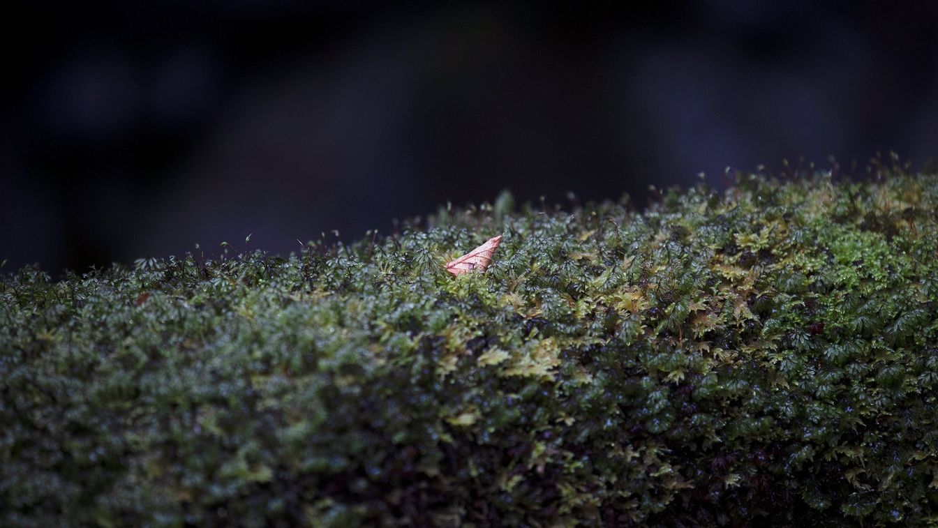 Prøvebillede af et brunt blad blandt græs, taget med Canon RF 70-200mm F4L IS USM og EOS R5. Taget af Lucia Griggi