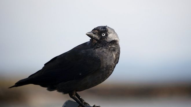 Photograph of a crow and shot on the Canon RF 70-200mm F4L IS USM and the EOS R5. Taken by Lucia Griggi