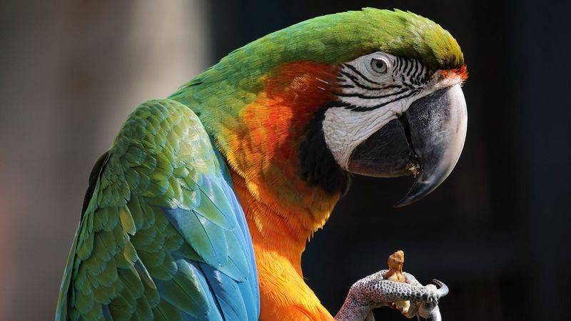 A colourful parrot eating some food held in one claw, photographed using a Canon RF 800mm F11 IS STM lens.