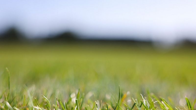 A close-up picture of grass on a rugby pitch