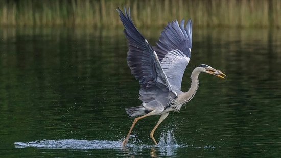 Sample robert marc lehmann bird catching fish