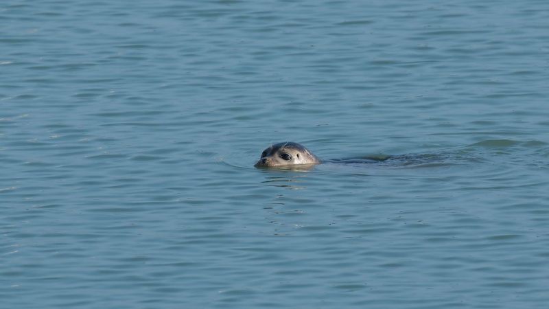 seal swims in calm water and only its head can be seen, peering above the light blue water.