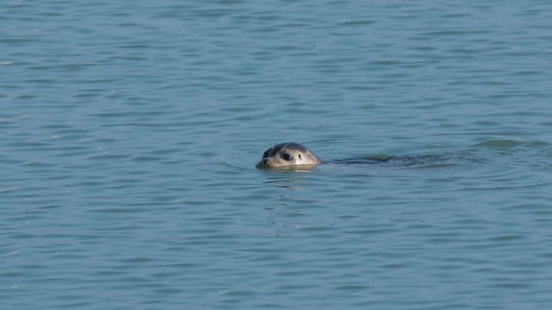 seal swims in calm water and only its head can be seen, peering above the light blue water.