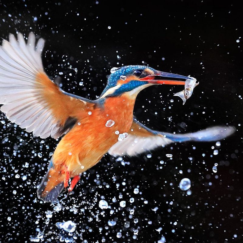 Bird Watching Binoculars Canon Europe Canon Europe