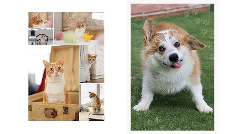 Deux captures d'écran de l'application. L'une montre une option de mise en page affichant six photos différentes d'un même chat. L'autre présente la photo d'un chien à laquelle un calque de pattes a été appliqué.