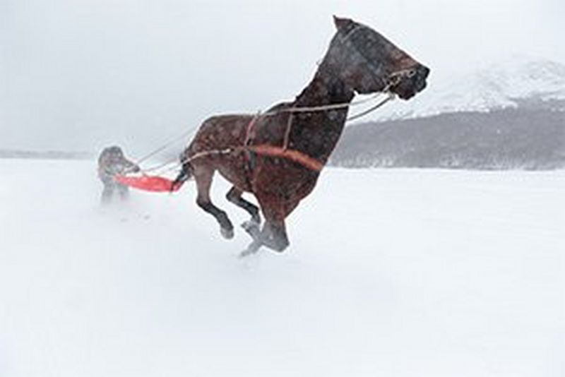 skijoring