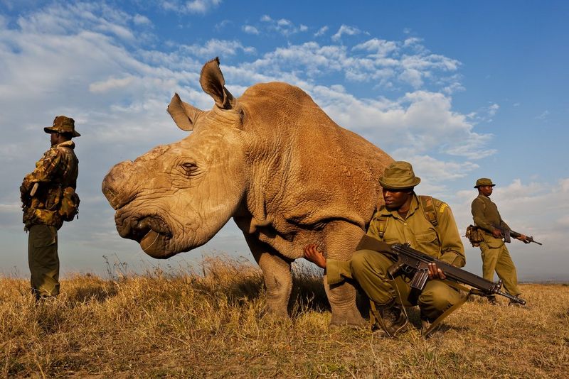 ‘Rhino Wars’ by Brent Stirton photograph showing no VI impairment