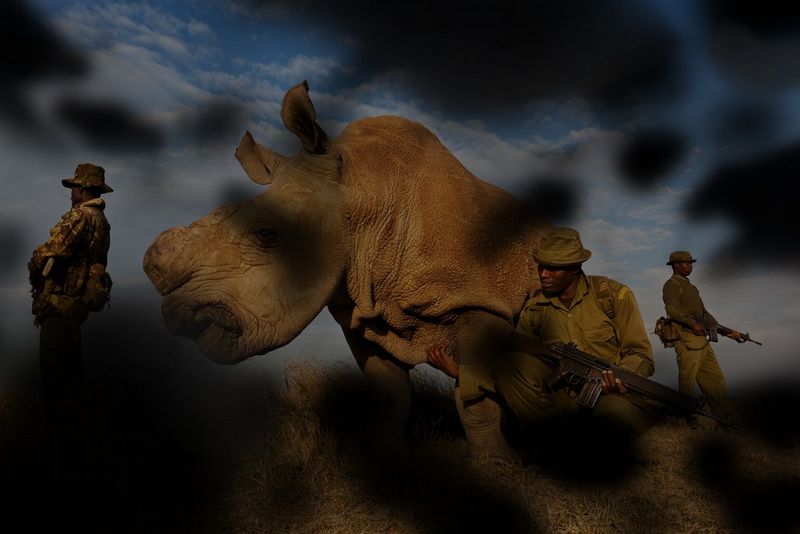 ‘Rhino Wars’ by Brent Stirton photograph showing VI impairment moderate diabetic retinopathy simulation