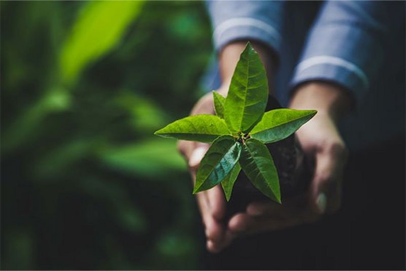 Plantje in de hand