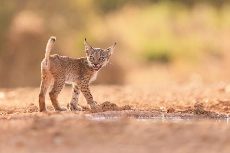 Thierry_Parmentier_lynx