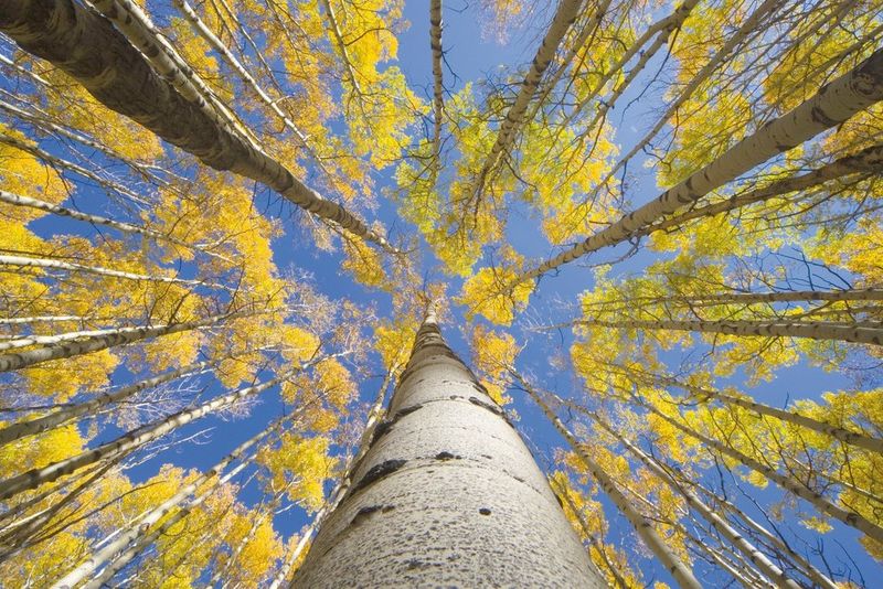 Image of trees representing printing for a better planet