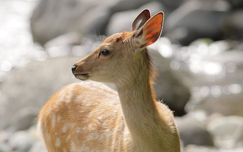 Deer APS-C sensor wildlife