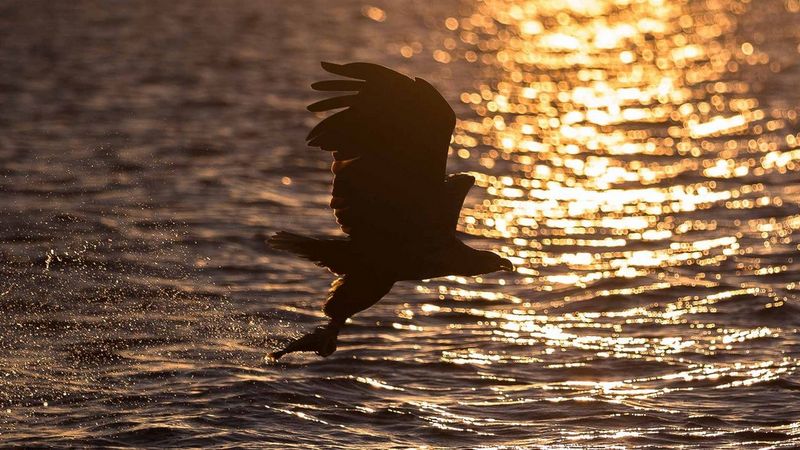 Eagle flying sea action