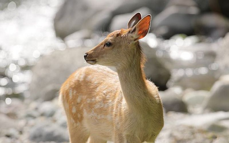 Deer full frame sensor wildlife