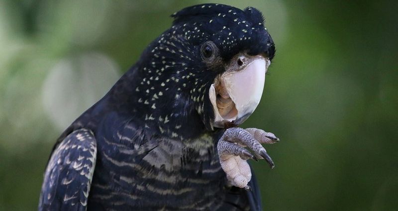Blue parrot claw wildlife