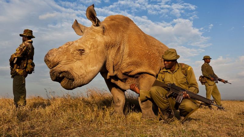 Fotografia "Rhino Wars" di Brent Stirton