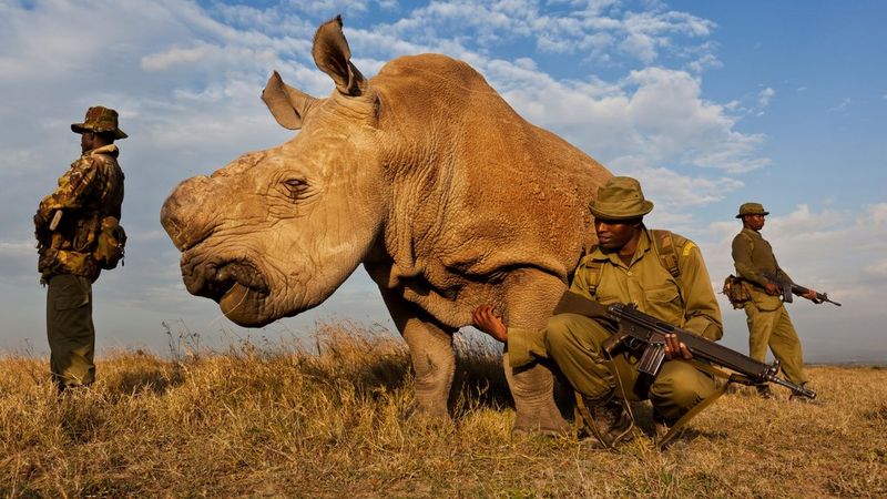 Three men dressed in camouflage and holding rifles stand guard around a huge white rhino. One kneels with his arm gently around the rhino’s leg.