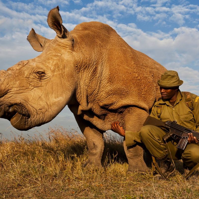 „Rhino Wars“ fotografiert von Brent Stirton.