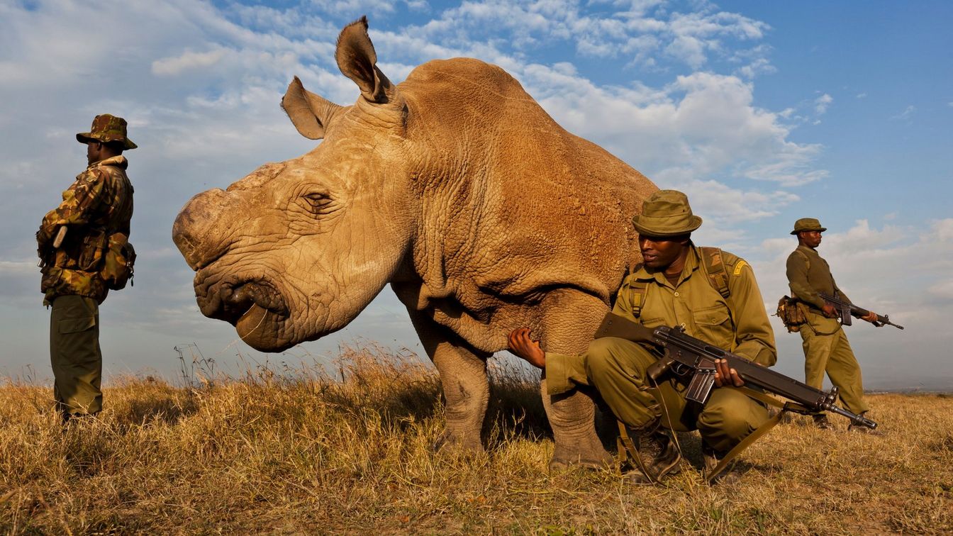 „Rhino Wars“ fotografiert von Brent Stirton.