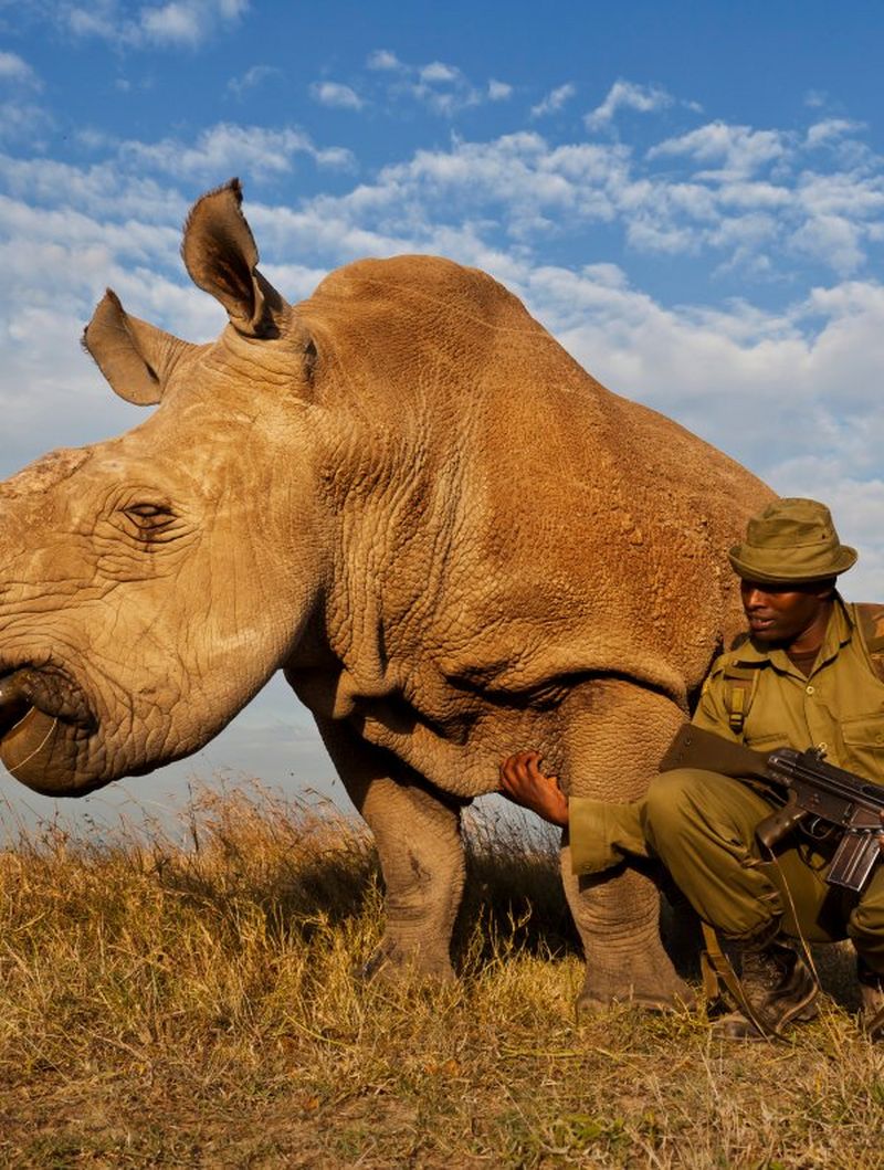 ‘Rhino Wars’ by Brent Stirton photograpgh