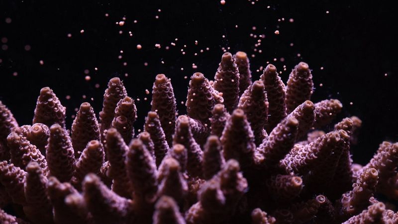 Acropora by Dr. Jamie Craggs photograph