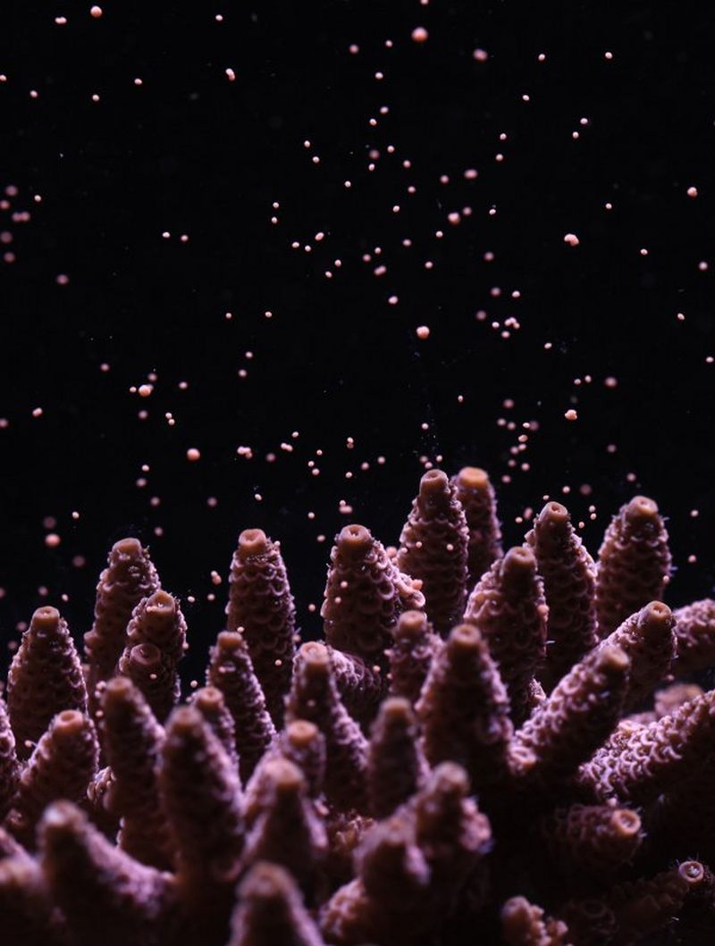 Vibrant Images of Coral Reproduction - Canon Tajikistan