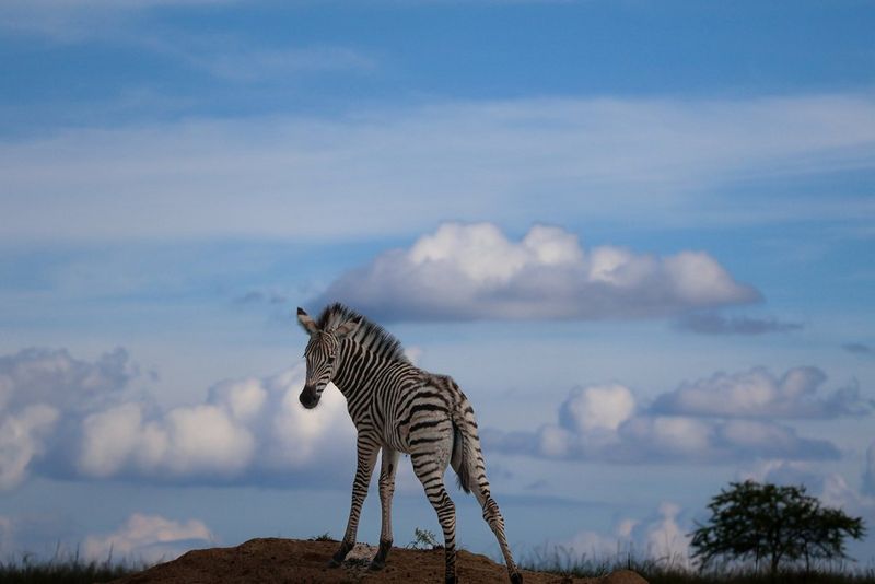 zebre_clement_hardouin_Propheetie