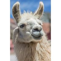 Image of Animal Encounters for 2 Gift Experience