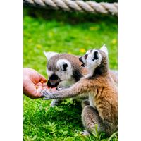 Image of Meet the Animals at Hoo Farm for 2 Gift Experience