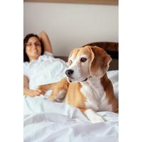 Image of Dog Friendly Hotel Stay