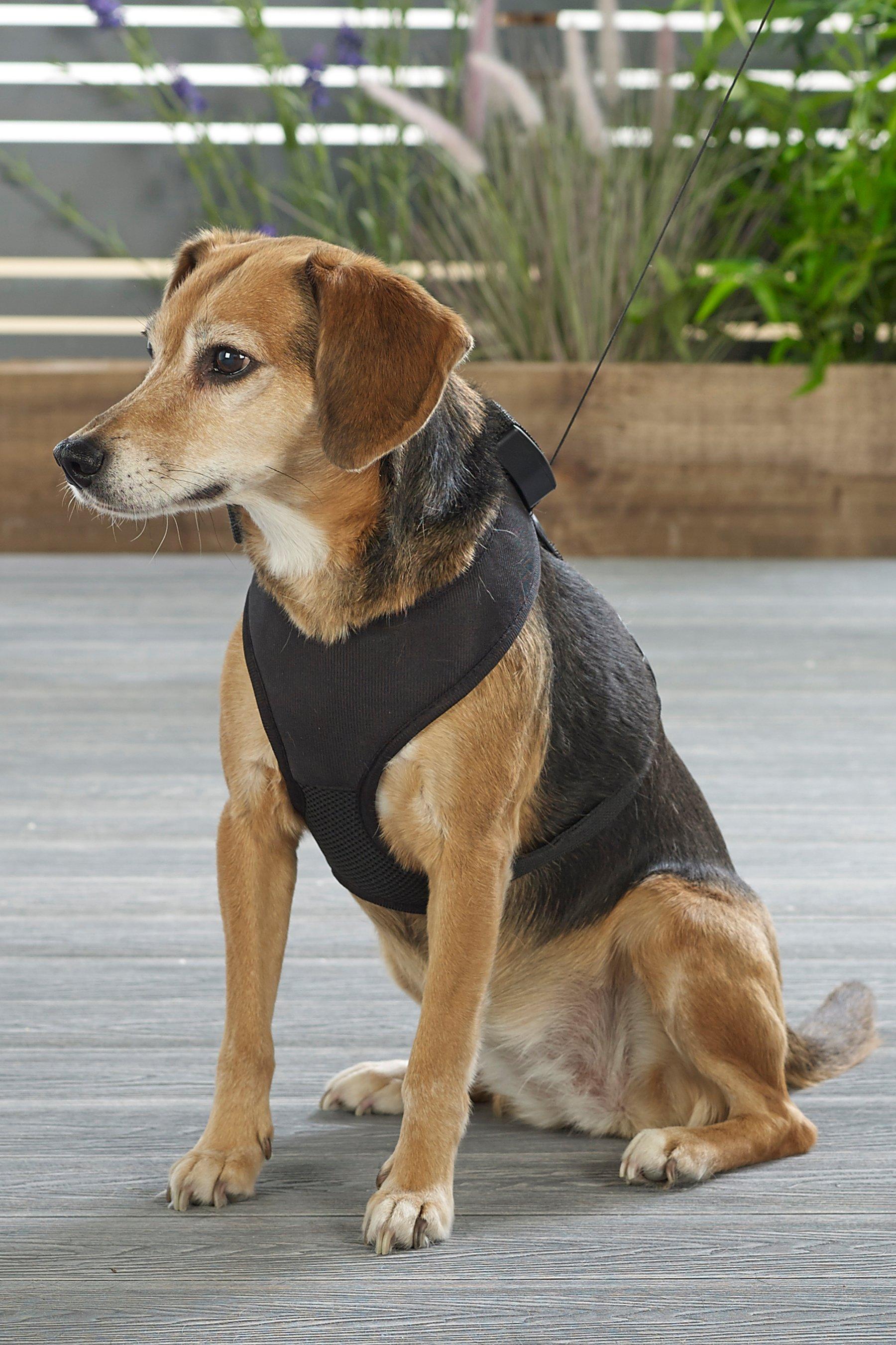 ugg dog harness